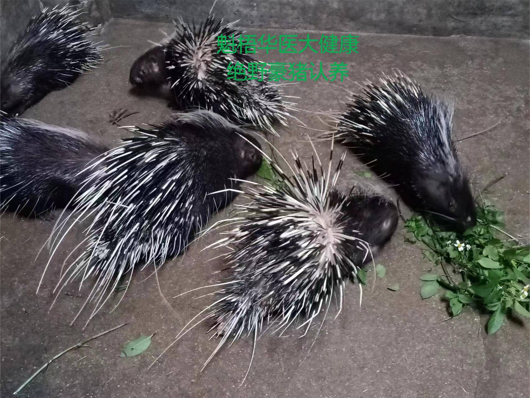 最新豪猪回收商家方法分析(最方便真实的永康豪猪卖去什么地方方法)